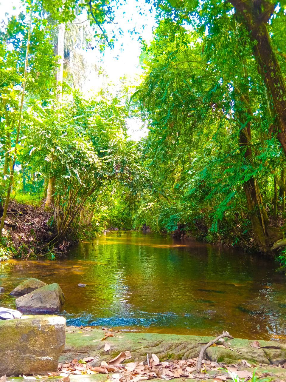 a river with trees and rocks